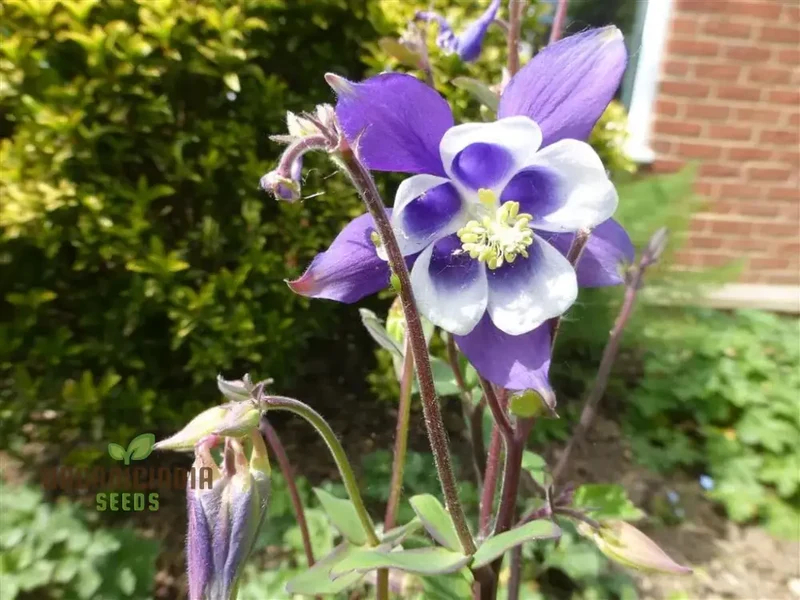 Aquilegia Mixed Seeds – Diverse Columbine Varieties for Beautiful Garden Displays