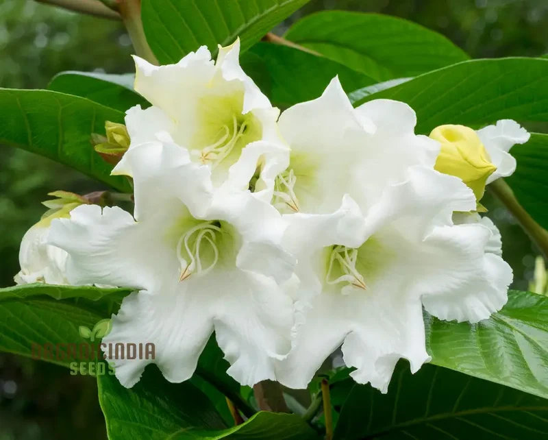 Beaumontia Grandiflora Seeds For Planting: Stunning Climbing Vine for Enthusiastic Gardeners and Plant Connoisseurs