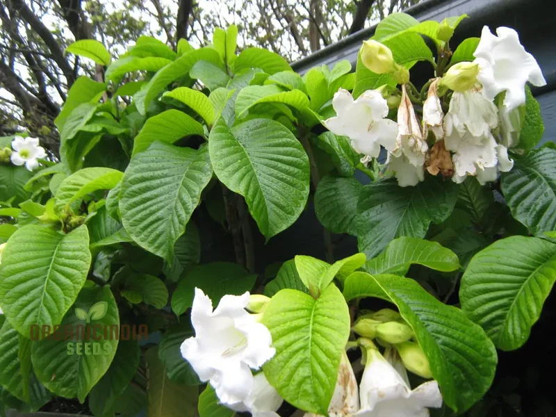 Beaumontia Grandiflora Seeds For Planting: Stunning Climbing Vine for Enthusiastic Gardeners and Plant Connoisseurs