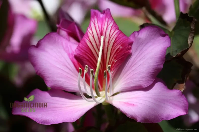 Bauhinia Variegata Seeds For Planting: Discover the Beauty of Gardening with this Spectacular Ornamental Tree