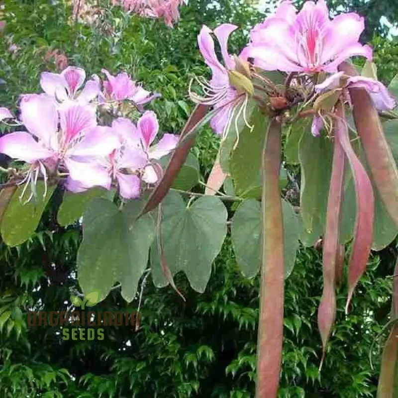 Bauhinia Variegata Seeds For Planting: Discover the Beauty of Gardening with this Spectacular Ornamental Tree
