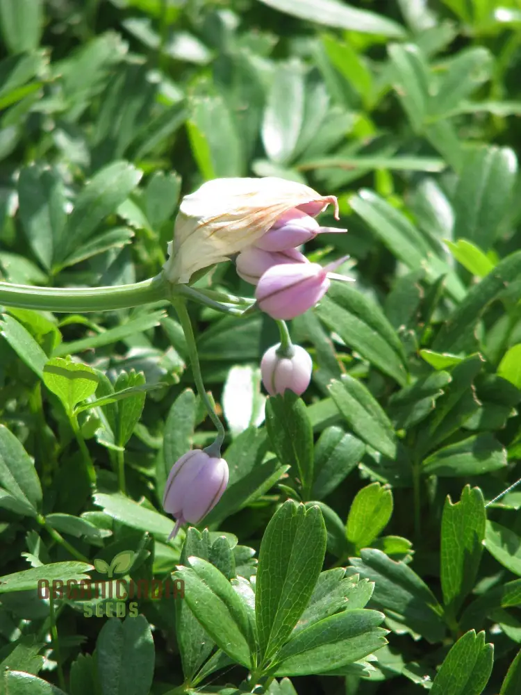 Allium Macranthum Flower Seeds for Planting, Premium Quality Seeds for Beautiful Gardens