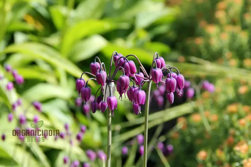 Allium Macranthum Flower Seeds for Planting, Premium Quality Seeds for Beautiful Gardens