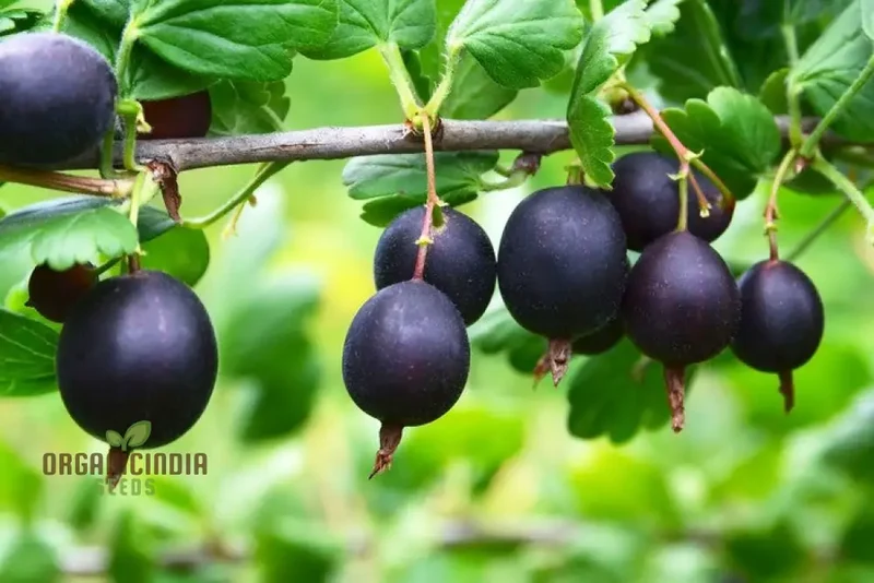 JOSTABERRY Seeds for Vibrant Gardening Enthusiasts | High-Quality Seeds for Your Garden