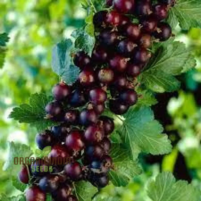 JOSTABERRY Seeds for Vibrant Gardening Enthusiasts | High-Quality Seeds for Your Garden