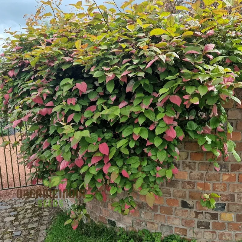 Actinidia Kolomikta Seeds For Planting, Ornamental Kiwi Vine for Your Garden