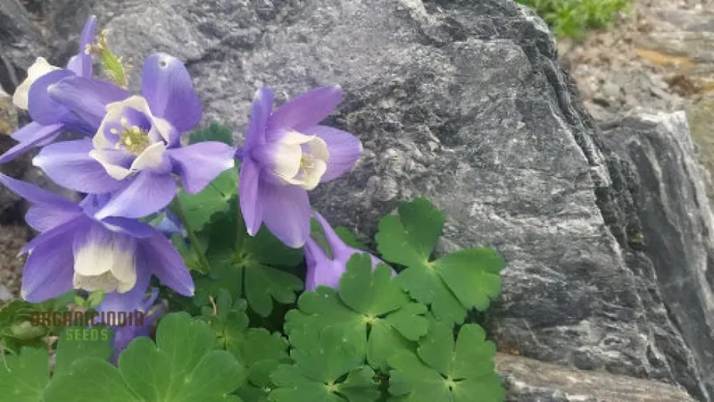 Aquilegia Pyrenaica Seeds for Gardening - Beautiful and Hardy Perennial Flower Seeds for Your Home Garden - Enhance Your Outdoor Space with Stunning Blooms
