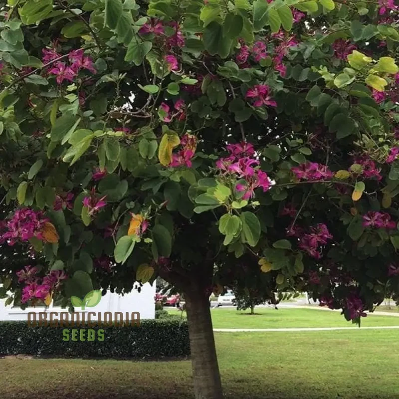 Bauhinia Seeds (Bauhinia Purpurea Seeds) - Rare Orchid Tree for Serene Garden Spaces