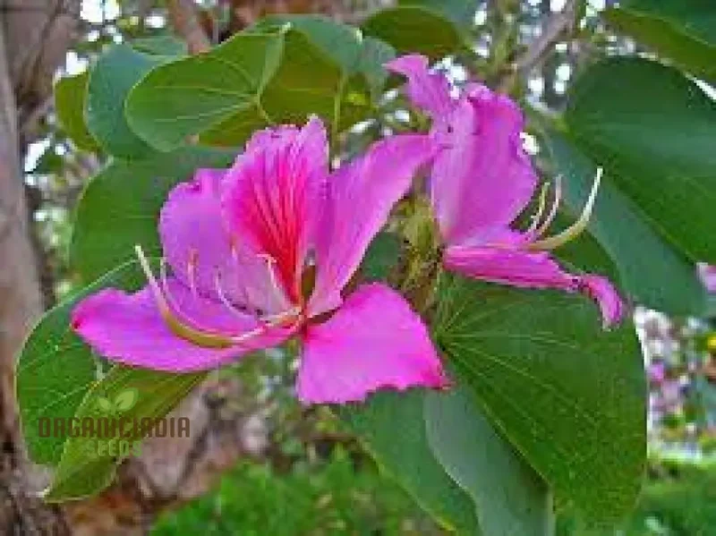 Bauhinia Seeds (Bauhinia Purpurea Seeds) - Rare Orchid Tree for Serene Garden Spaces