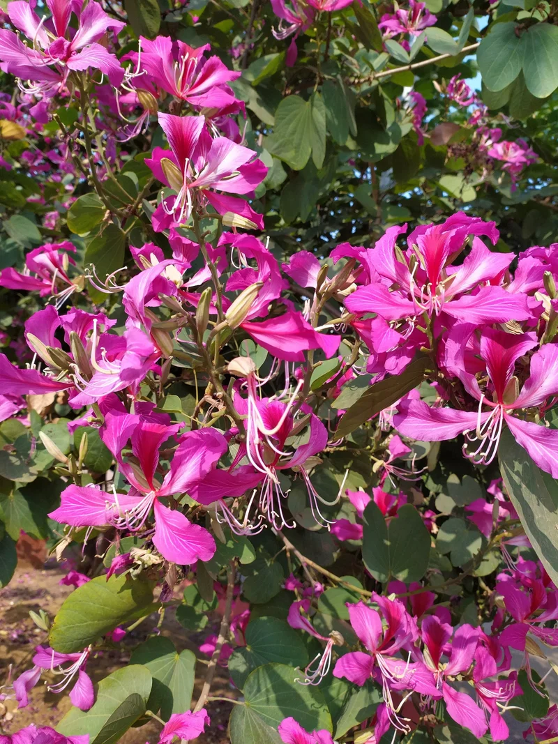 Bauhinia Seeds (Bauhinia Purpurea Seeds) - Rare Orchid Tree for Serene Garden Spaces