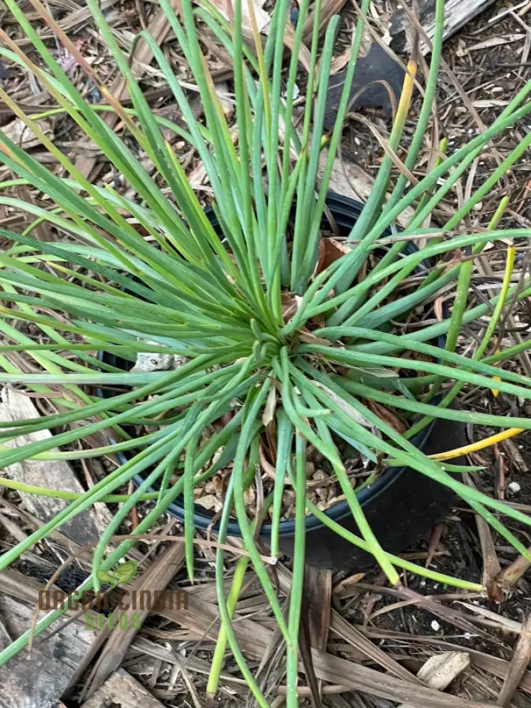 Agave Tenuifolia Seeds – Elegant, Hardy, Drought-Tolerant Variety