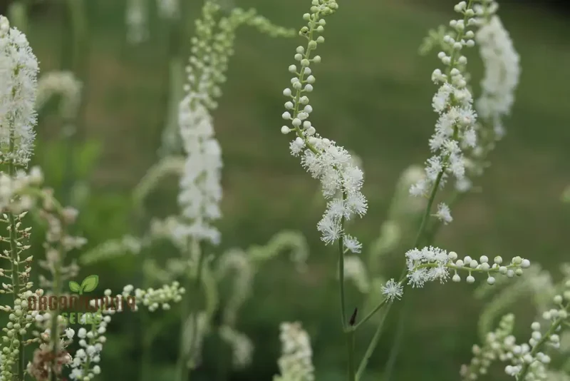 Enchanting ACTAEA ELATA Seeds, Add Elegance to Your Garden Landscape