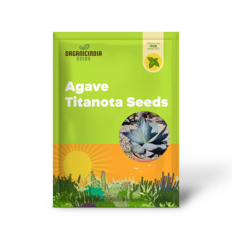 Agave Titanota Blue Seeds for Planting – Stunning Blue Beauty, Decorative Desert Variety