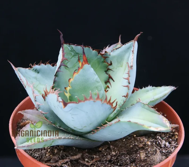 Agave Titanota Blue Seeds for Planting – Stunning Blue Beauty, Decorative Desert Variety