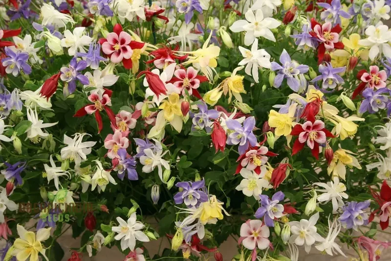 Aquilegia Cottage Garden Mix Seeds - Premium Gardening Seeds for Beautiful Cottage Gardens