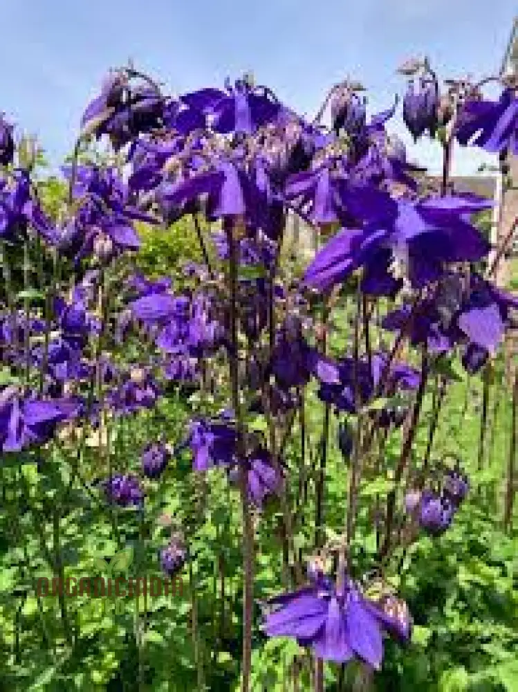 Rare Aquilegia Clematiflora Blue Flower Seeds - Exotic Gardening Plant for Stunning Blue Blooms