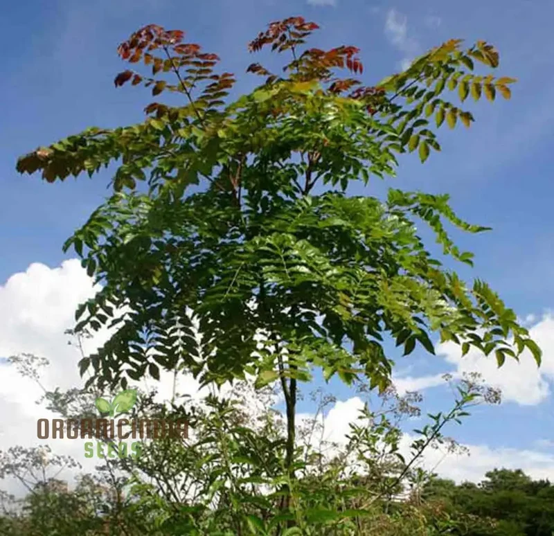 Acrocarpus Fraxinifolius, Transform Your Garden with Exotic Beauty