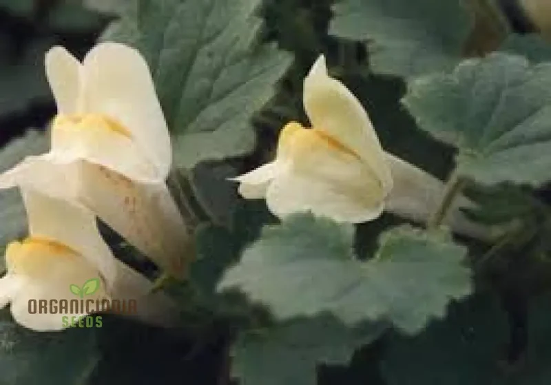 Asarina Procumbens Flower Seeds For Planting: Vibrant Garden Beauty for Enthusiasts of Unique Floral Marvels