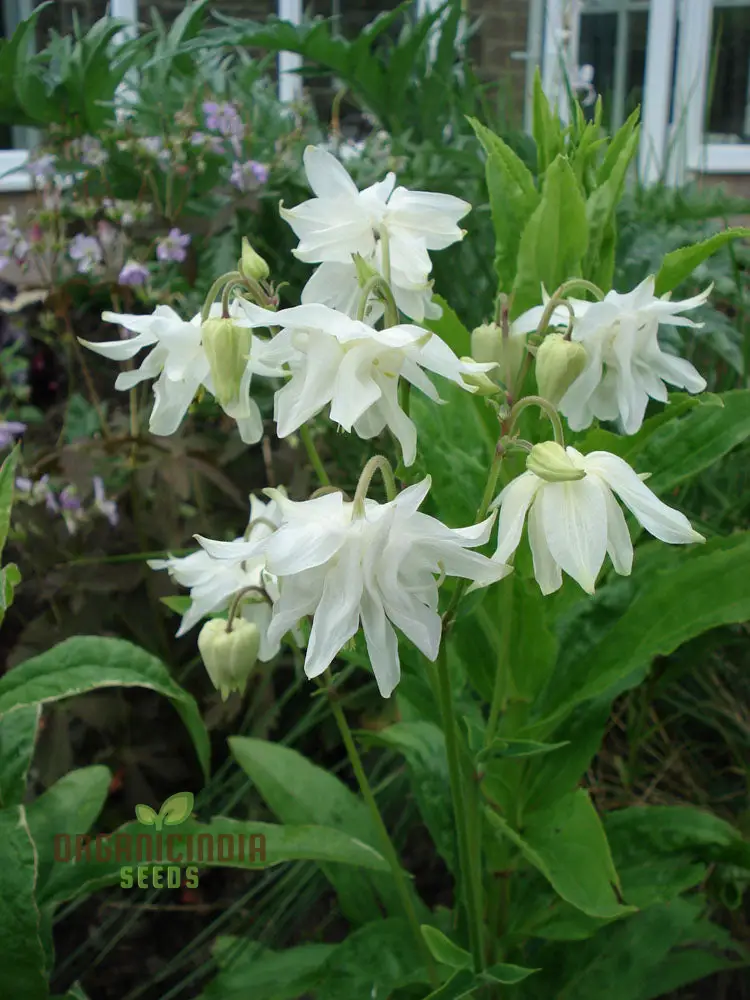 Rare Aquilegia Clematiflora Seeds for Gardening Enthusiasts | Exotic Columbine Flower Seeds