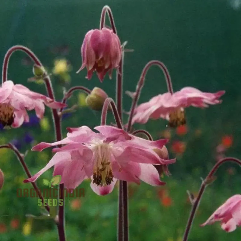 Rare Aquilegia Clematiflora Seeds for Gardening Enthusiasts | Exotic Columbine Flower Seeds