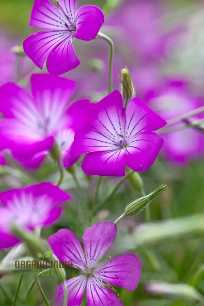 Agrostemma githago (Corn Cockle) Flower Seeds for Planting, Cultivating Wildflower Beauty with Expert Planting and Gardening