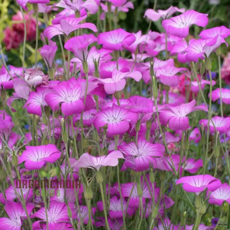 Agrostemma githago (Corn Cockle) Flower Seeds for Planting, Cultivating Wildflower Beauty with Expert Planting and Gardening
