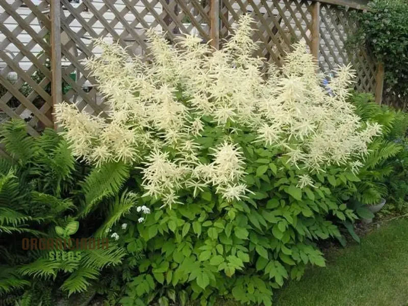 Aruncus Dioicus Seeds For planting: Majestic Goat's Beard for Lush Garden Landscapes and Elegant Borders | Shop Perennial Plants Online
