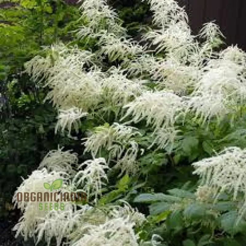 Aruncus Dioicus Seeds For planting: Majestic Goat's Beard for Lush Garden Landscapes and Elegant Borders | Shop Perennial Plants Online