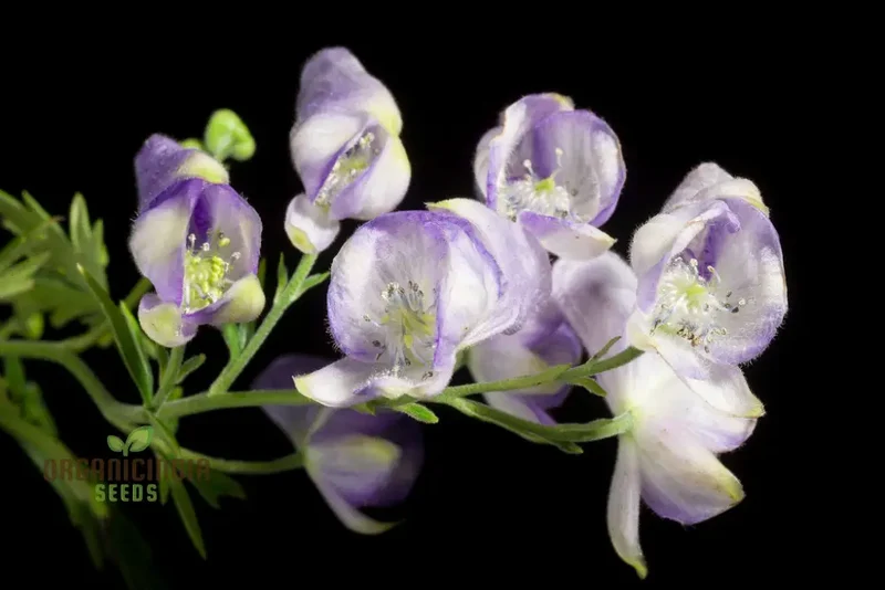 Aconitum Sachalinense Flower Seeds for Planting,Add Elegance to Your Garden For Planting