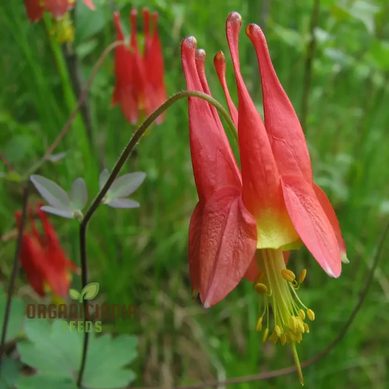 Aquilegia Canadensis Seeds – Hardy Columbine Perennial Variety for Garden Planting