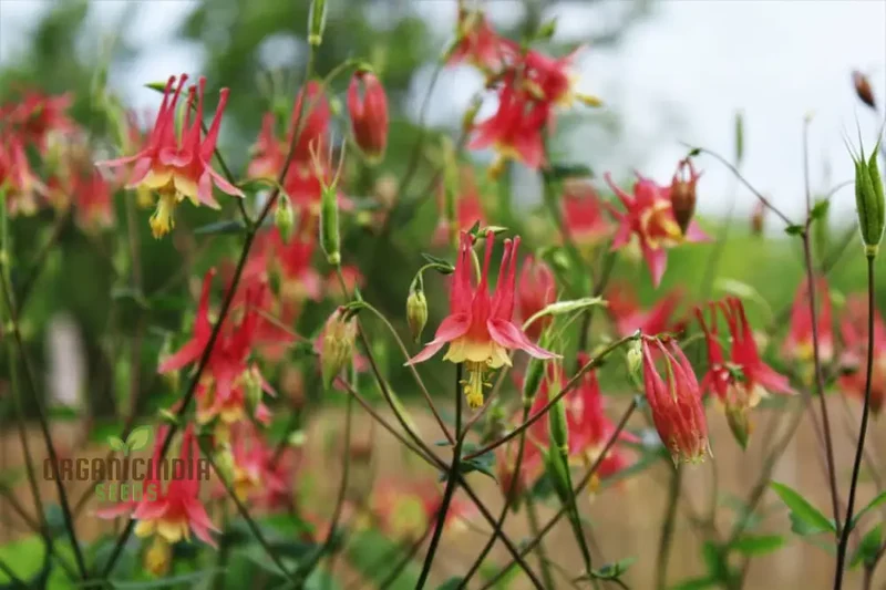 Aquilegia Canadensis Seeds – Hardy Columbine Perennial Variety for Garden Planting