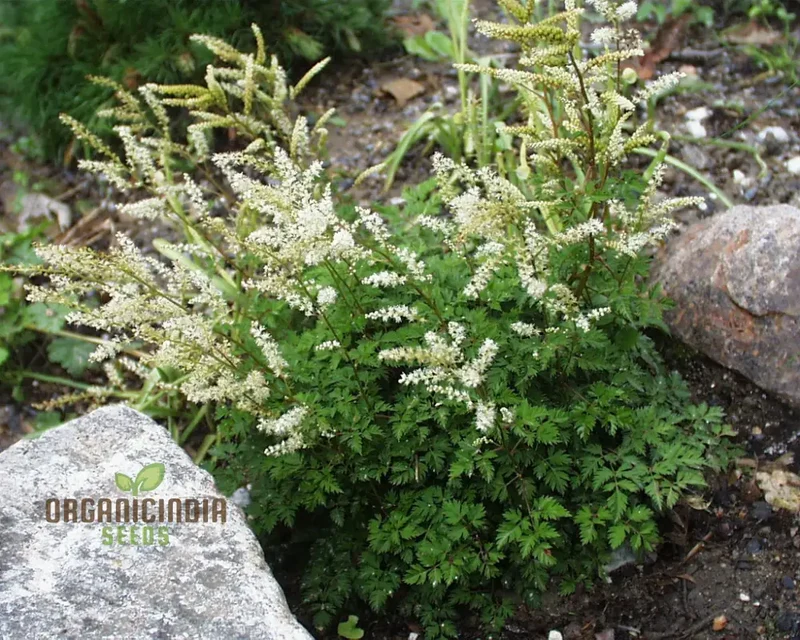 Aruncus Aethusifolius Seeds For Planting - Petite Dwarf Goat's Beard for Lush Borders and Charming Landscapes"