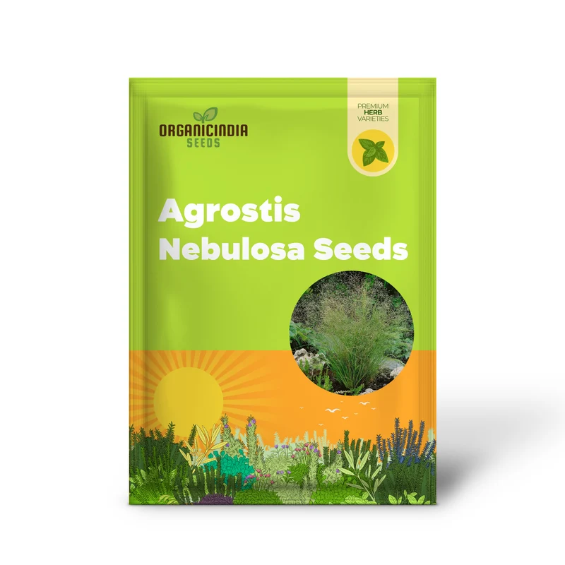Agrostis Nebulosa Fibre Optics Seeds – Unique Ornamental Grass, Soft Airy Texture