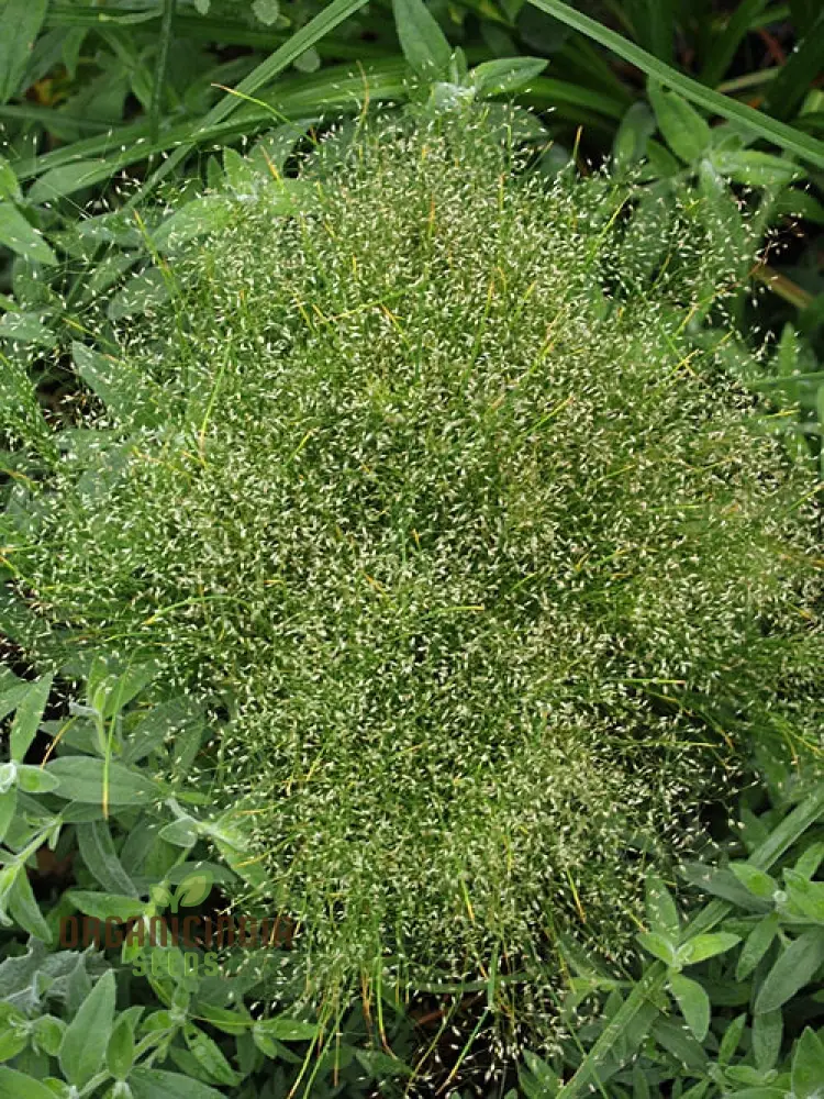 Agrostis Nebulosa Fibre Optics Seeds – Unique Ornamental Grass, Soft Airy Texture