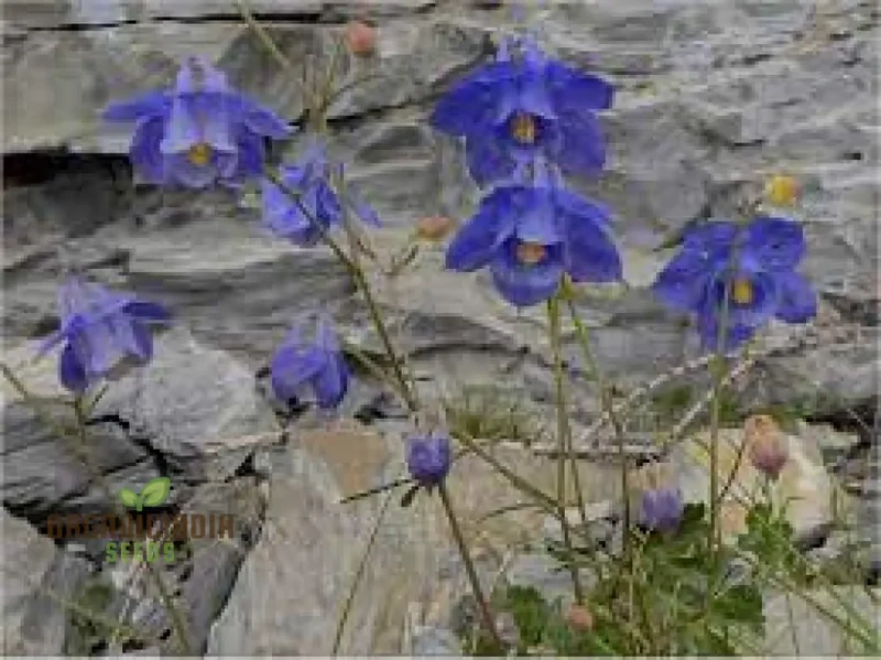 Aquilegia Bertolonii Seeds – Rare Columbine Perennial Variety for Elegant Garden Blooms