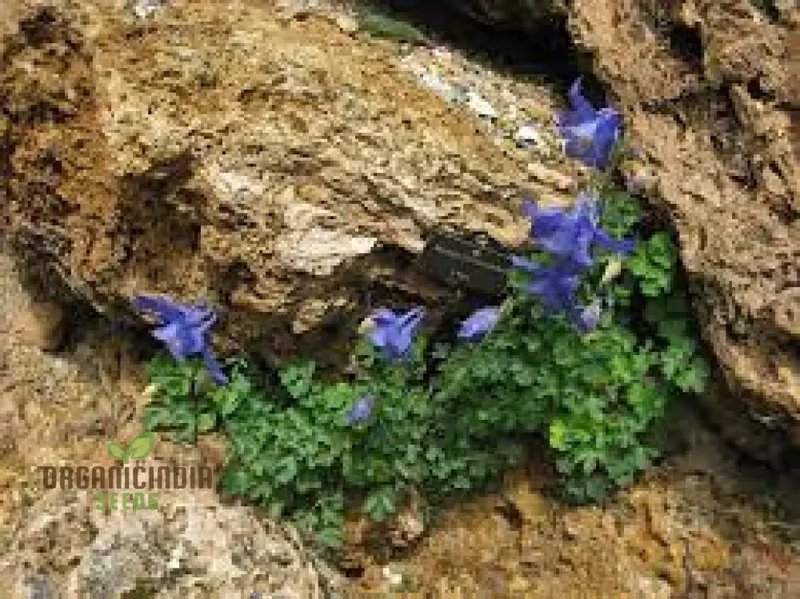 Aquilegia Bertolonii Seeds – Rare Columbine Perennial Variety for Elegant Garden Blooms