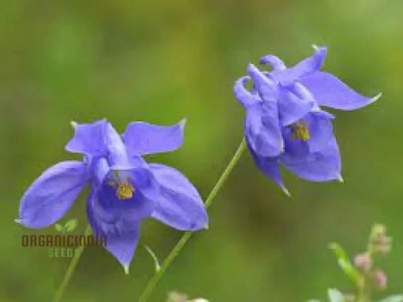 Aquilegia Bertolonii Seeds – Rare Columbine Perennial Variety for Elegant Garden Blooms