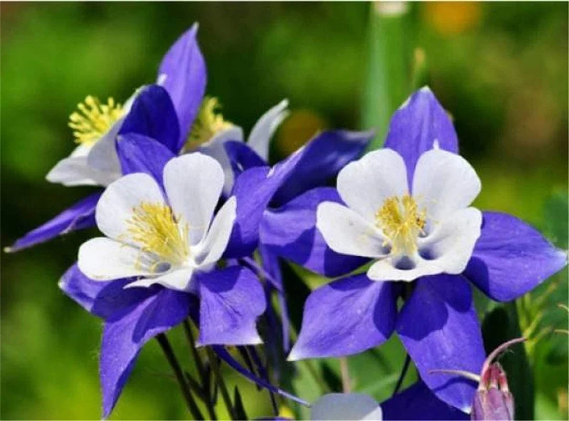 Aquilegia Bertolonii Seeds – Rare Columbine Perennial Variety for Elegant Garden Blooms