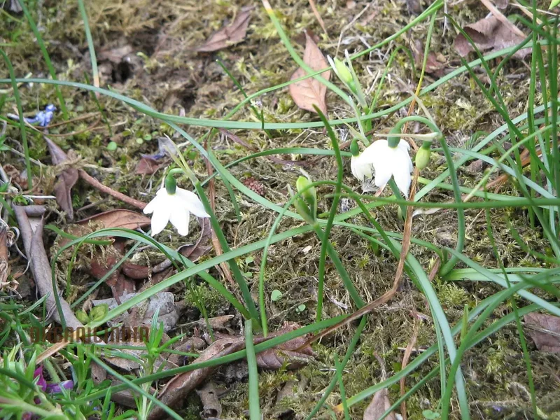 Acis Seeds (Acis nicaeensis Flower Seeds) - Elegant White Blooms for Garden Landscapes