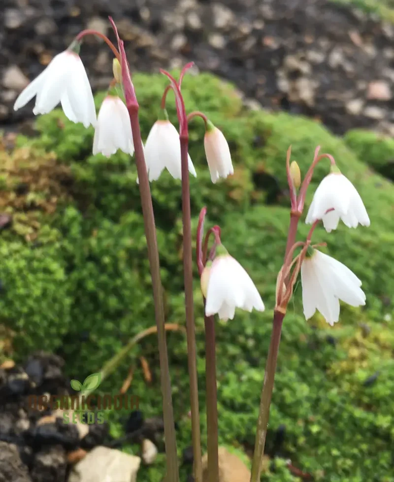 Acis Autumnalis Flower Seeds, A Delicate Autumn Charm for Your Garden