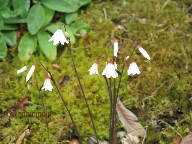 Acis Autumnalis Flower Seeds, A Delicate Autumn Charm for Your Garden