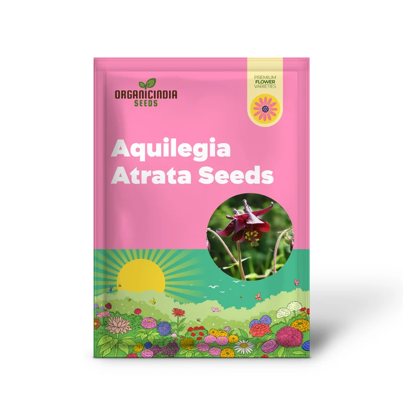 Aquilegia Atrata Seeds – Rare Perennial Columbine Variety for Beautiful Garden Blooms