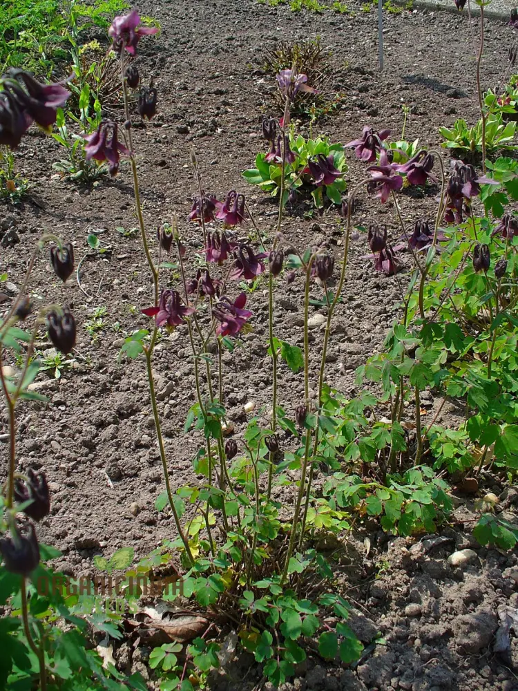 Aquilegia Atrata Seeds – Rare Perennial Columbine Variety for Beautiful Garden Blooms