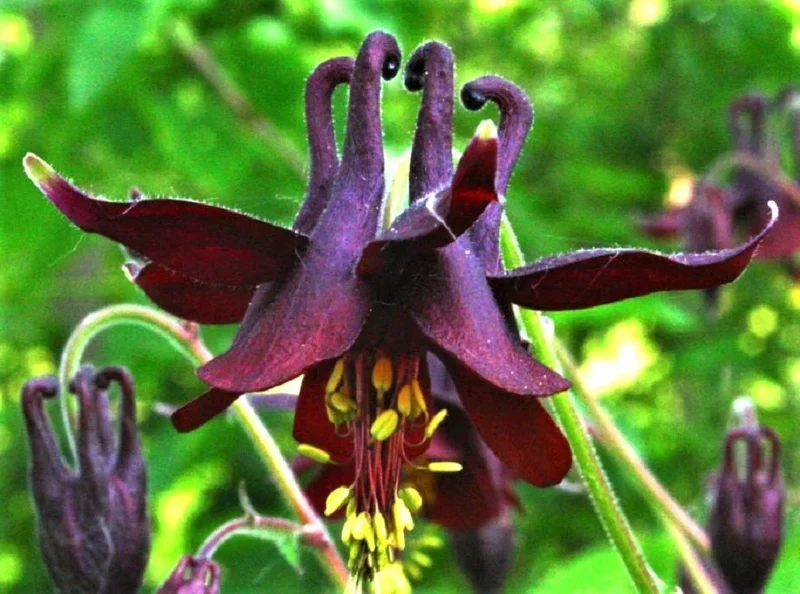 Aquilegia Atrata Seeds – Rare Perennial Columbine Variety for Beautiful Garden Blooms