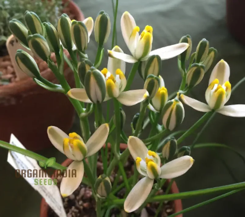Albucca Humilis Flower Seeds, Cultivating Nature's Subtle Beauty