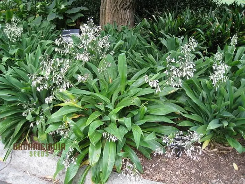 Arthropodium Cirratum Seeds For Planting: Elegant Lily of the Forest - Gardening Delight for Your Shade Garden