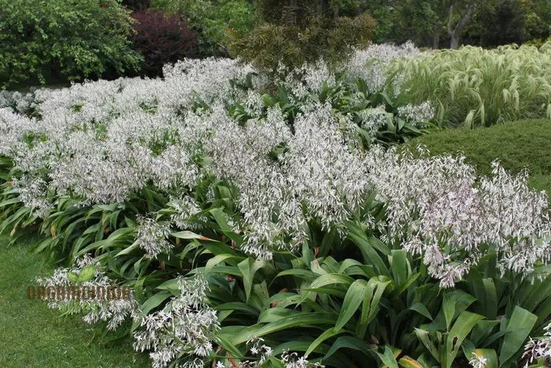 Arthropodium Cirratum Seeds For Planting: Elegant Lily of the Forest - Gardening Delight for Your Shade Garden
