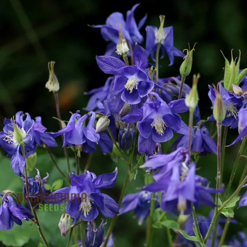 Aquilegia Alpina Seeds for Gardening Enthusiasts - Rare Columbine Flower Seeds, Hardy Perennial Plant, Easy to Grow
