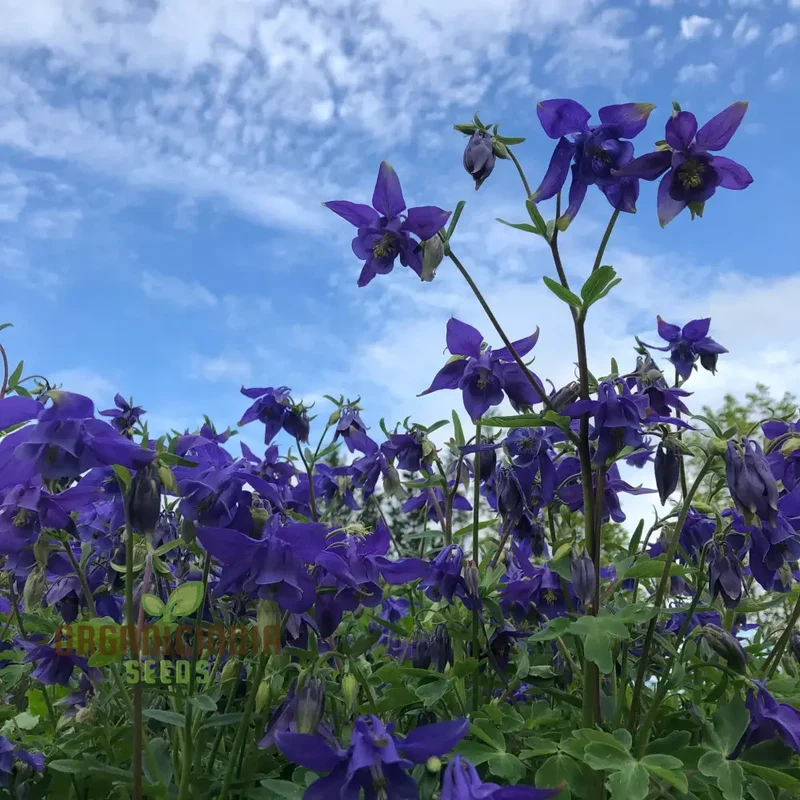 Aquilegia Alpina Seeds for Gardening Enthusiasts - Rare Columbine Flower Seeds, Hardy Perennial Plant, Easy to Grow