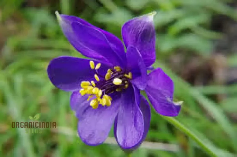 Aquilegia Alpina Seeds for Gardening Enthusiasts - Rare Columbine Flower Seeds, Hardy Perennial Plant, Easy to Grow